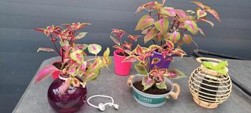 Siernetel (Coleus) planten met opvallende bladeren. beschikbaar voor biedingen