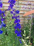 Ridderspoor (blauw) zaden, Ophalen of Verzenden, Voorjaar, Volle zon, Zaad