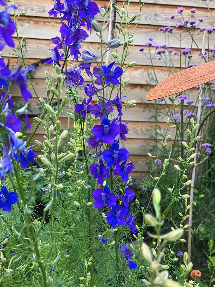 Ridderspoor (blauw) zaden, Tuin en Terras, Bloembollen en Zaden, Zaad, Voorjaar, Volle zon, Ophalen of Verzenden