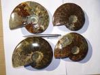 4 Stuks Ammoniet cleoniceras,  Aioloceras besairiei., Verzamelen, Mineralen en Fossielen, Ophalen of Verzenden, Fossiel