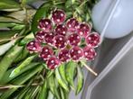 Hoya wayetii inner variegated met peduncles, Huis en Inrichting, Kamerplanten, Ophalen of Verzenden, Halfschaduw, Minder dan 100 cm