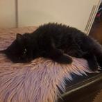 Ragdollkittens  de allerliefste! Zeer gesocialiseerd, Poes