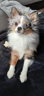 Merle Pomchi teefje, Dieren en Toebehoren, Honden | Chihuahua's en Gezelschapshonden, Overige rassen, 1 tot 2 jaar, Teef, Eén hond