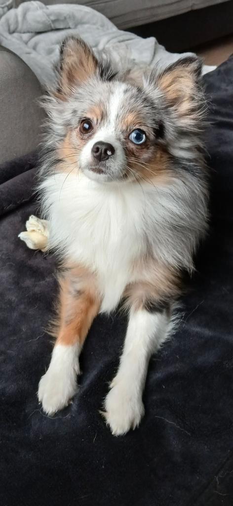 Merle Pomchi teefje, Dieren en Toebehoren, Honden | Chihuahua's en Gezelschapshonden, Teef, Overige rassen, Particulier, Eén hond