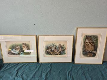 uilen gravures in lijst beschikbaar voor biedingen