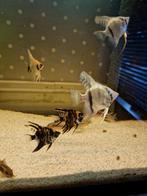 6 x licht blauwe/witte maanvissen 5 cm €4.75 per stuk, Dieren en Toebehoren, Vissen | Aquariumvissen, Vis, Zoetwatervis, Schoolvis