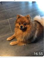 Zeer lieve pomeriaan pup 11 maandjes, 15 weken tot 1 jaar, Reu, Eén hond, Nederland