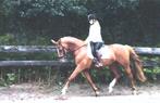 paarden, Dieren en Toebehoren, M, 11 jaar of ouder, Merrie, Gechipt