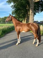 Menpaard, Dieren en Toebehoren, Merrie