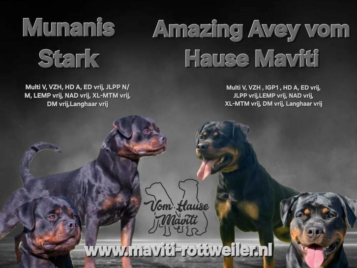 Rottweiler pups met stamboom verwacht, Dieren en Toebehoren, Honden | Bulldogs, Pinschers en Molossers, Meerdere dieren, Rottweiler