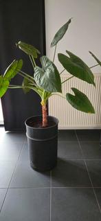 Grote Alocasia wentii (Olifantsoor) incl. pot, Ophalen, Halfschaduw, Minder dan 100 cm