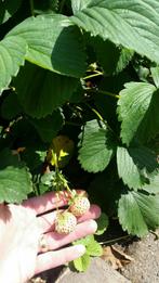 Stekjes van de ananas aardbei (pineberry), Tuin en Terras, Volle zon, Vaste plant, Ophalen of Verzenden, Zomer