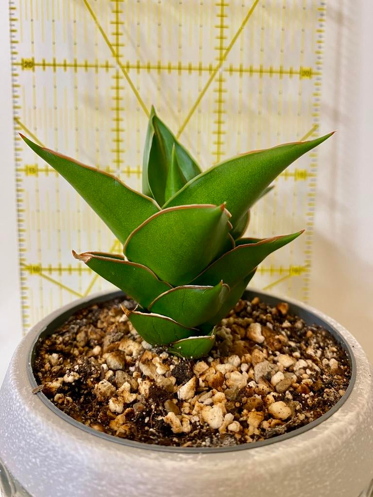 Sansevieria Pinguicula Tower, Huis en Inrichting, Kamerplanten, Ophalen of Verzenden, Volle zon, Minder dan 100 cm