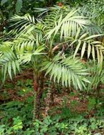 15 x Chamaedorea Elegans palm boom zaden, Ophalen, Gehele jaar, Zaad