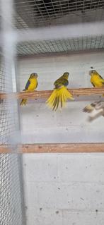 dilute opaline cinnamon en opaline cinnamon turquoisine 2025, Meerdere dieren, Parkiet, Geringd