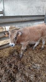 Parthenaise stier, Dieren en Toebehoren, Runderen, Mannelijk, 0 tot 2 jaar