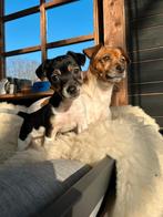 Jack Russell pup teefje, Jack Russell Terriër, 8 tot 15 weken, Teef, Eén hond