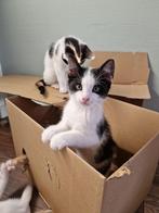 Kat / kitten gevraagd mannetje, Ophalen, Nieuw, Overig speelgoed