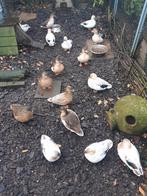 KWAKERTJES AANGEBODEN, Dieren en Toebehoren, Meerdere dieren, Eend