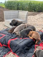 Kruising Labrador puppy's/pups, Dieren en Toebehoren, Overige rassen, 8 tot 15 weken, CDV (hondenziekte), Meerdere