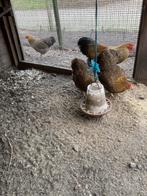 Wyandotte krielen, Dieren en Toebehoren, Pluimvee, Meerdere dieren, Kip