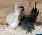 Serama kriel hennen, 8 weken oud , kuikens, Dieren en Toebehoren, Pluimvee, Vrouwelijk, Kip