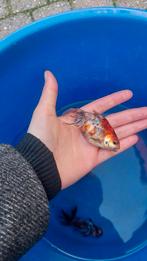 Ryukin goudvis, Dieren en Toebehoren, Goudvis(sen)