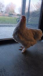 kip te koop, Augustus, Vrouwelijk