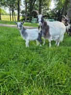 Landgeit moeder (stamboek) met geitje, Dieren en Toebehoren, Schapen, Geiten en Varkens, Meerdere dieren, Geit, 6 jaar of ouder