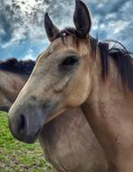 Mooie valk merrie (mei 2024), Dressuurpaard, 0 tot 2 jaar, Onbeleerd, Merrie