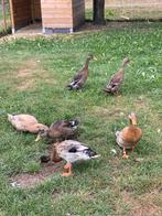 Loopeenden 2x woerd 2x eend Juni 2025, Dieren en Toebehoren, Meerdere dieren, Eend
