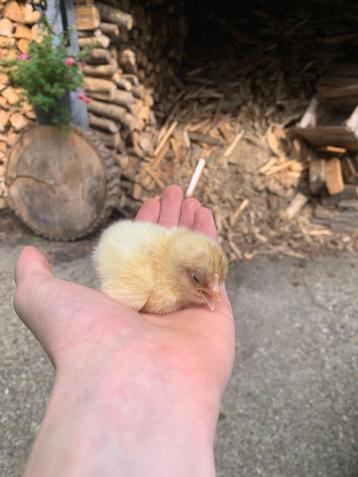 witte legkip kuikens | goede leggers | ongesekst beschikbaar voor biedingen
