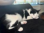 Kater 4 jaar oud, Dieren en Toebehoren, Kater
