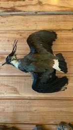 Opgezette vogel taxidermie mancave, Ophalen of Verzenden, Zo goed als nieuw, Vogel, Opgezet dier