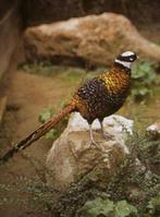 Koningsfazanten | Sierlijke fazant met lange staart!, Dieren en Toebehoren, Pluimvee, Meerdere dieren, Overige soorten
