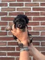 1 Prachtig labradoodle black and tan reutje, 8 tot 15 weken, CDV (hondenziekte), Meerdere, Nederland