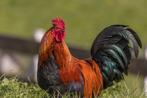 14tal hanen. Australorp/Brahma kruising gratis, Dieren en Toebehoren, Pluimvee, Mannelijk, Kip