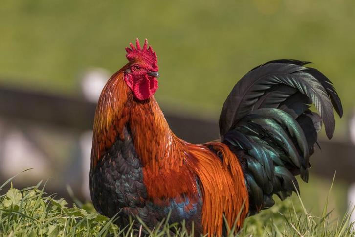 14tal hanen. Australorp/Brahma kruising gratis, Dieren en Toebehoren, Pluimvee, Kip, Mannelijk