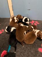 Te koop australian shepherd pups, Parvo, 8 tot 15 weken, Meerdere, Meerdere dieren