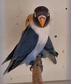 agapornis fischeri /personata, Dieren en Toebehoren, Meerdere dieren, Dwergpapegaai of Agapornis, Geringd