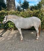 Super brave 3 jarige A pony te koop!!, Dieren en Toebehoren, Paarden, Merrie, Gechipt, 3 tot 6 jaar