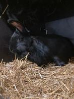 Mooie vlaamse reus te koop, Dieren en Toebehoren, Konijnen, Vrouwelijk, Groot