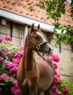 Hele lieve, knappe 2,5 jarige B Welsh pony, Dieren en Toebehoren, Paarden, Minder dan 160 cm, Gechipt, Ruin, Dressuurpaard