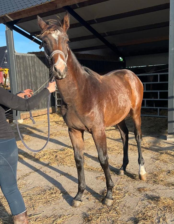Diverse jonge paarden uit eigen (op)fok, Dieren en Toebehoren, Paarden, Hengst, Niet van toepassing, 0 tot 2 jaar, Springpaard