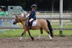 4 jaar, bereden en betuigd, Welsh A ruin, Dieren en Toebehoren, Pony's, Gechipt, Ruin, Zadelmak, A pony (tot 1.17m)