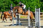 betrouwbare merrie met interessante afstamming, Dieren en Toebehoren, Paarden, Merrie, Springpaard, B, Gechipt