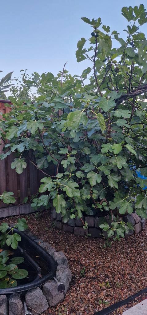 Productieve Vijgenboom (18 jaar) - 500 vijgen/jaar, Tuin en Terras, Planten | Bomen, Overige soorten, Volle zon, Bloeit niet, Ophalen
