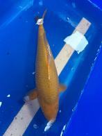 Chagoi izumiya 40cm, Dieren en Toebehoren, Karper of Koi