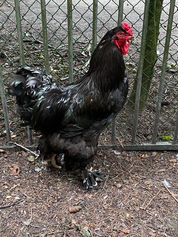 Zeer mooie grote Bramha haan beschikbaar voor biedingen
