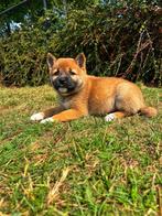 Shiba-inu eigen fok,Belgisch=puur vertrouwen, België, Overige rassen, CDV (hondenziekte), 8 tot 15 weken
